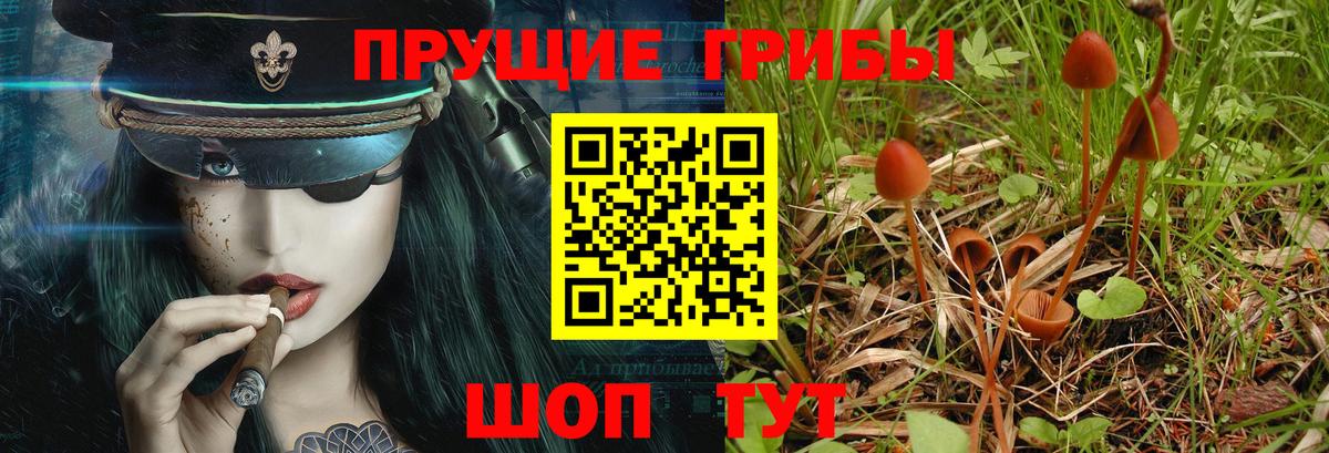 Галлюциногенные грибы Psilocybine cubensis Краснодар